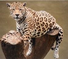 Leopard