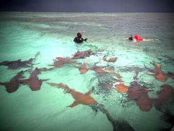 Snorkeling with sharks