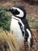 Magellan penguin