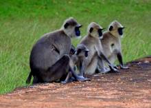 Monkeys