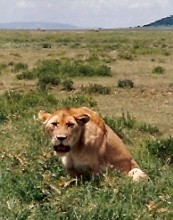 Lion